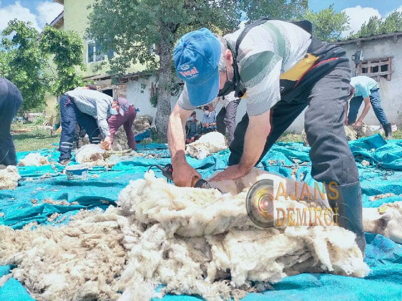 Demircili Besiciler Koyun Kırkımına Başladı